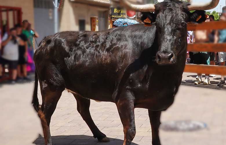 Encierro y suelta de reses en Utebo